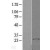 Western Blot: S100A10 Lysate [NBL1-15648] - Western Blot experiments. 
Left-Control; Right -Over-expression Lysate for S100A10